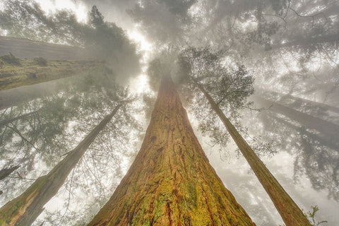 Fisheye view skyward of Redwood trees in fog Redwood National Park-California White Modern Wood Framed Art Print with Double Matting by Jones, Adam