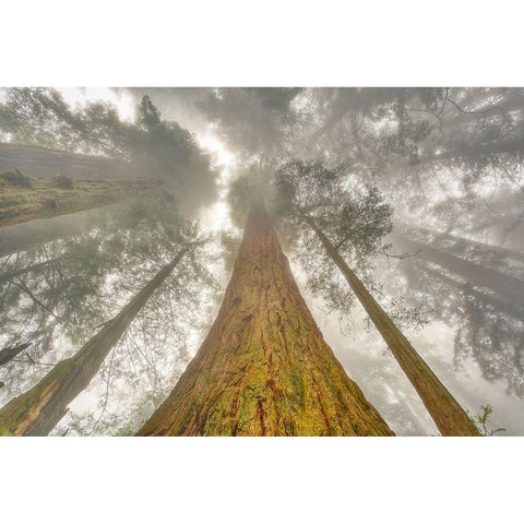 Fisheye view skyward of Redwood trees in fog Redwood National Park-California White Modern Wood Framed Art Print by Jones, Adam