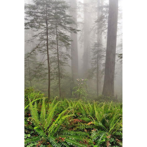 Redwood trees and ferns in fog Redwood National Park-California Black Modern Wood Framed Art Print with Double Matting by Jones, Adam