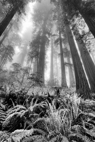 Fisheye view skyward of Redwood trees in fog Redwood National Park-California White Modern Wood Framed Art Print with Double Matting by Jones, Adam