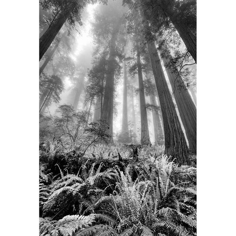 Fisheye view skyward of Redwood trees in fog Redwood National Park-California Black Modern Wood Framed Art Print by Jones, Adam