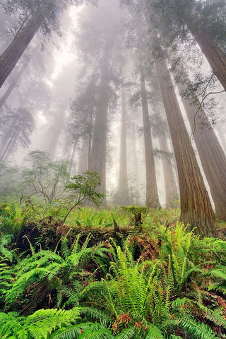 Fisheye view skyward of Redwood trees in fog Redwood National Park-California Black Ornate Wood Framed Art Print with Double Matting by Jones, Adam
