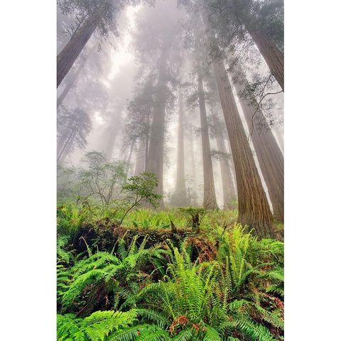 Fisheye view skyward of Redwood trees in fog Redwood National Park-California Black Modern Wood Framed Art Print with Double Matting by Jones, Adam