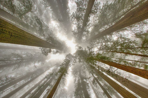 Fisheye view skyward of Redwood trees in fog Redwood National Park-California White Modern Wood Framed Art Print with Double Matting by Jones, Adam