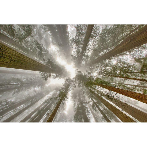 Fisheye view skyward of Redwood trees in fog Redwood National Park-California Black Modern Wood Framed Art Print with Double Matting by Jones, Adam