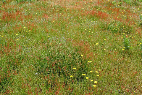 Mixture of flowers and grasses-Dolason Prairie-Redwood National Park-California White Modern Wood Framed Art Print with Double Matting by Jones, Adam
