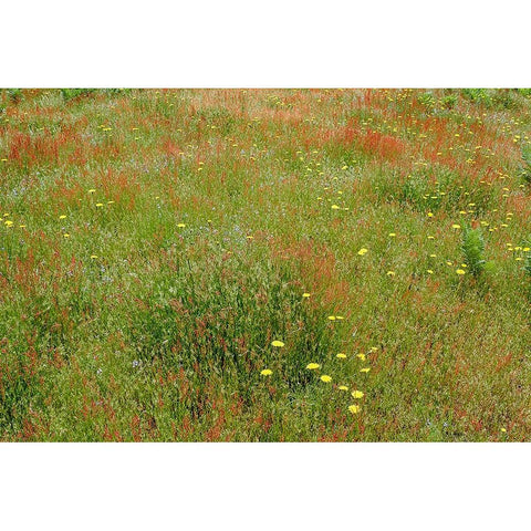 Mixture of flowers and grasses-Dolason Prairie-Redwood National Park-California Black Modern Wood Framed Art Print by Jones, Adam