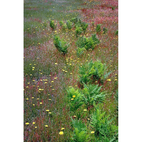 Mixture of flowers-ferns and grasses-Dolason Prairie-Redwood National Park-California Gold Ornate Wood Framed Art Print with Double Matting by Jones, Adam