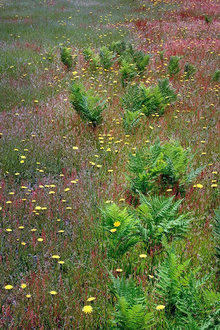 Mixture of flowers-ferns and grasses-Dolason Prairie-Redwood National Park-California White Modern Wood Framed Art Print with Double Matting by Jones, Adam