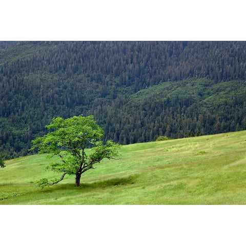 Grasses and trees-Dolason Prairie just off Bald Hills Road-California Black Modern Wood Framed Art Print with Double Matting by Jones, Adam