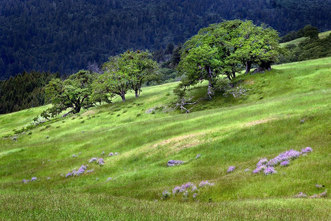 Grasses and trees-Dolason Prairie just off Bald Hills Road-California White Modern Wood Framed Art Print with Double Matting by Jones, Adam