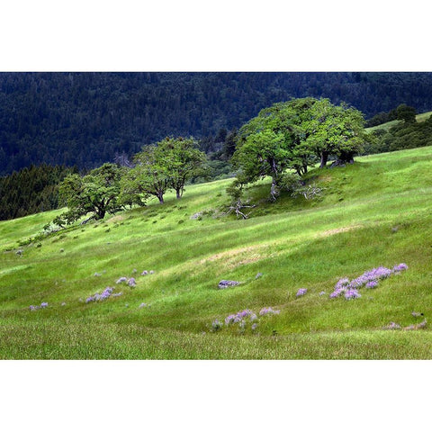 Grasses and trees-Dolason Prairie just off Bald Hills Road-California Black Modern Wood Framed Art Print with Double Matting by Jones, Adam