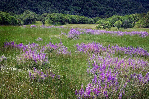 Lupine flowers on hillside-Dolason Prairie-California Black Ornate Wood Framed Art Print with Double Matting by Jones, Adam
