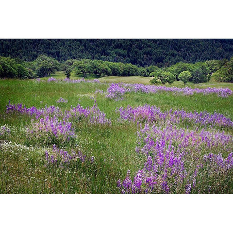 Lupine flowers on hillside-Dolason Prairie-California Black Modern Wood Framed Art Print with Double Matting by Jones, Adam