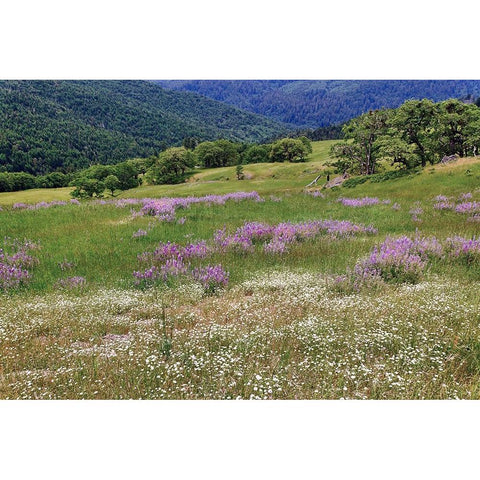 Lupine flowers on hillside-Dolason Prairie-California Gold Ornate Wood Framed Art Print with Double Matting by Jones, Adam
