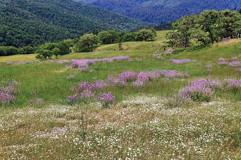 Lupine flowers on hillside-Dolason Prairie-California White Modern Wood Framed Art Print with Double Matting by Jones, Adam