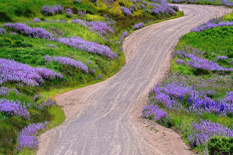 Bald Hills Road through lupine flowers-California Black Ornate Wood Framed Art Print with Double Matting by Jones, Adam