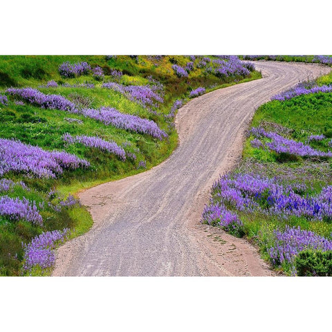 Bald Hills Road through lupine flowers-California Gold Ornate Wood Framed Art Print with Double Matting by Jones, Adam