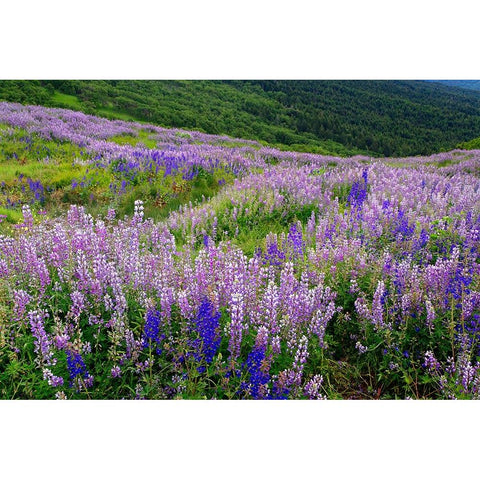Lupine flowers on hillside-Dolason Prairie-California Black Modern Wood Framed Art Print with Double Matting by Jones, Adam