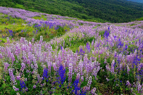 Lupine flowers on hillside-Dolason Prairie-California Black Ornate Wood Framed Art Print with Double Matting by Jones, Adam