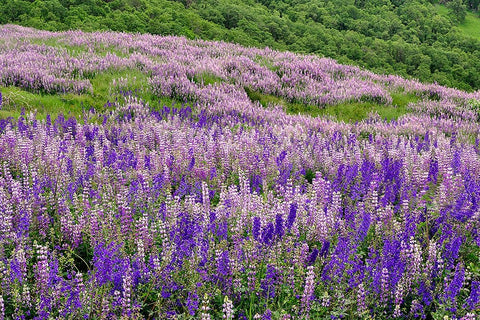 Lupine flowers on hillside-Dolason Prairie-California White Modern Wood Framed Art Print with Double Matting by Jones, Adam