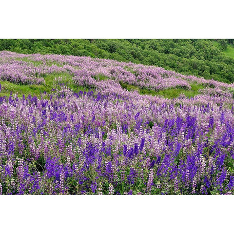 Lupine flowers on hillside-Dolason Prairie-California Black Modern Wood Framed Art Print by Jones, Adam