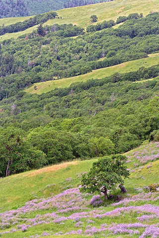 Lupine flowers on hillside-Dolason Prairie-California Black Ornate Wood Framed Art Print with Double Matting by Jones, Adam