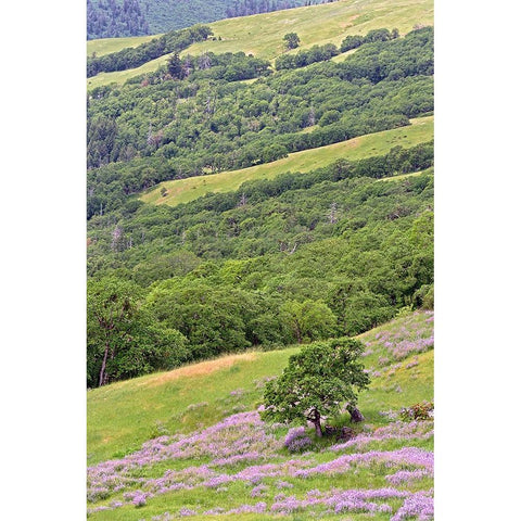 Lupine flowers on hillside-Dolason Prairie-California Black Modern Wood Framed Art Print by Jones, Adam