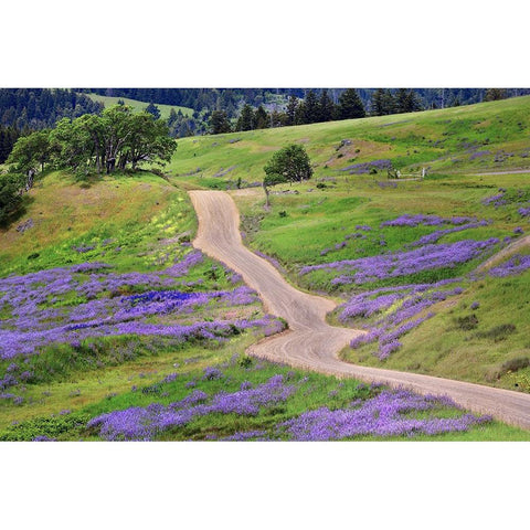Bald Hills Road through lupine flowers-California White Modern Wood Framed Art Print by Jones, Adam