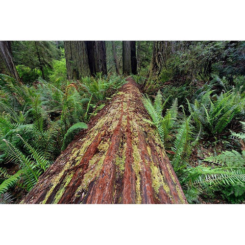 Fallen Redwood tree and ferns Redwood National Park-California White Modern Wood Framed Art Print by Jones, Adam