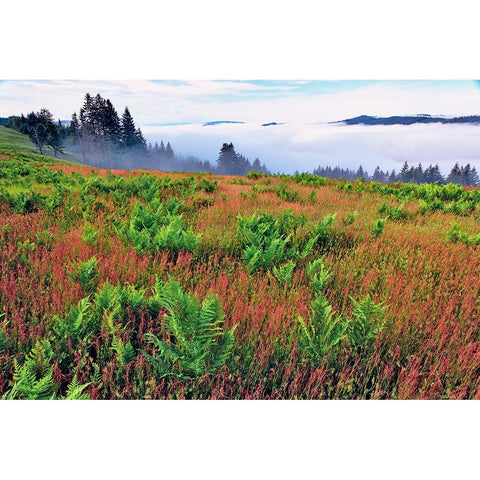 Foggy view of grasses and ferns-Dolason Prairie White Modern Wood Framed Art Print by Jones, Adam