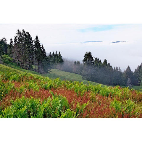 Foggy view of grasses and ferns-Dolason Prairie Black Modern Wood Framed Art Print by Jones, Adam