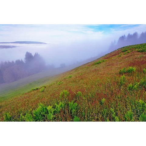 Foggy view of grasses Dolason Prairie White Modern Wood Framed Art Print by Jones, Adam