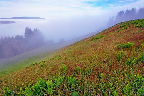 Foggy view of grasses Dolason Prairie White Modern Wood Framed Art Print with Double Matting by Jones, Adam