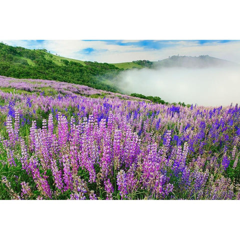 Lupine flowers-Bald Hills Road-California White Modern Wood Framed Art Print by Jones, Adam
