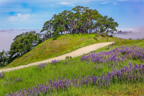 Lupine flowers-Bald Hills Road-California Black Ornate Wood Framed Art Print with Double Matting by Jones, Adam