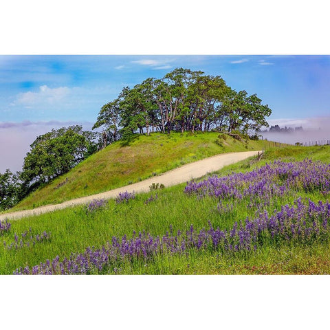 Lupine flowers-Bald Hills Road-California Black Modern Wood Framed Art Print by Jones, Adam