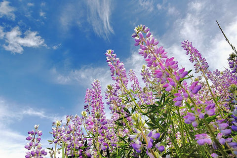 Low angle view of Lupine flowers-Bald Hills Road-California White Modern Wood Framed Art Print with Double Matting by Jones, Adam
