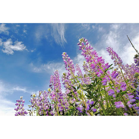 Low angle view of Lupine flowers-Bald Hills Road-California White Modern Wood Framed Art Print by Jones, Adam