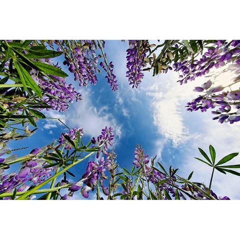 Lupine flowers-Bald Hills Road-California White Modern Wood Framed Art Print by Jones, Adam