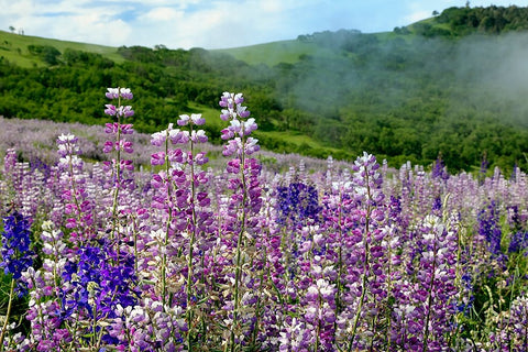 Lupine flowers-Bald Hills Road-California Black Ornate Wood Framed Art Print with Double Matting by Jones, Adam