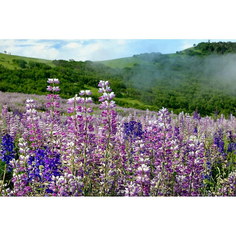 Lupine flowers-Bald Hills Road-California Black Modern Wood Framed Art Print with Double Matting by Jones, Adam