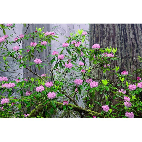 Pacific Rhododendron in foggy redwood forest-Redwood National Park Black Modern Wood Framed Art Print by Jones, Adam