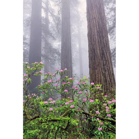 Pacific Rhododendron in foggy redwood forest-Redwood National Park Gold Ornate Wood Framed Art Print with Double Matting by Jones, Adam