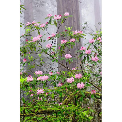 Pacific Rhododendron in foggy redwood forest-Redwood National Park Black Modern Wood Framed Art Print by Jones, Adam