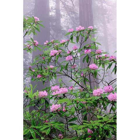 Pacific Rhododendron in foggy redwood forest-Redwood National Park Black Modern Wood Framed Art Print by Jones, Adam