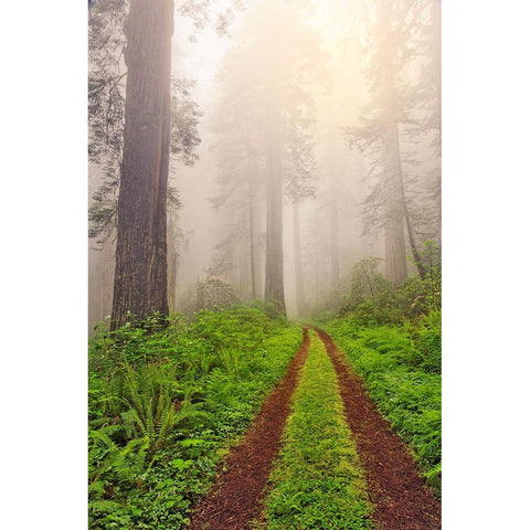 Old roadway through foggy redwood forest-Redwood National Park-California Black Modern Wood Framed Art Print with Double Matting by Jones, Adam