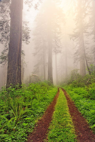 Old roadway through foggy redwood forest-Redwood National Park-California Black Ornate Wood Framed Art Print with Double Matting by Jones, Adam