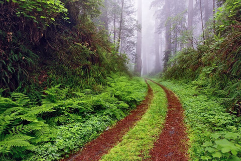 Old roadway through foggy redwood forest-Redwood National Park-California Black Ornate Wood Framed Art Print with Double Matting by Jones, Adam