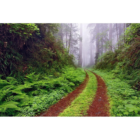 Old roadway through foggy redwood forest-Redwood National Park-California Gold Ornate Wood Framed Art Print with Double Matting by Jones, Adam